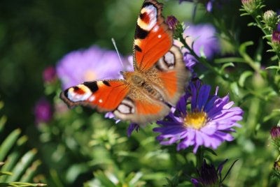 Aster dumosus - hvězdnice keříčkovitá 'Augenweide' s opylovačem